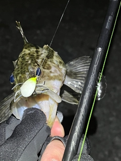 タケノコメバルの釣果