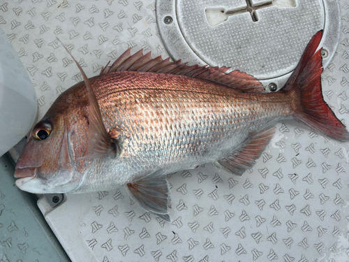 マダイの釣果