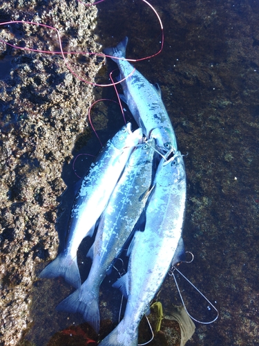 サクラマスの釣果