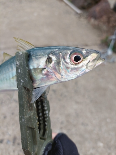 アオアジの釣果