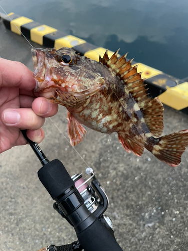 アラカブの釣果