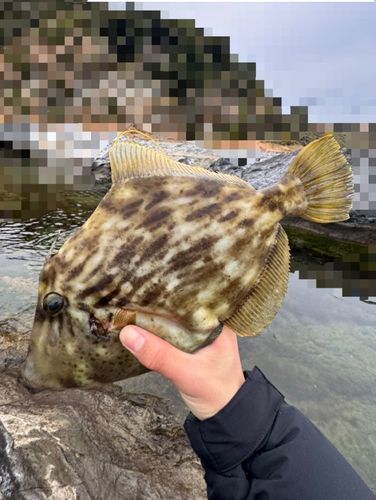 カワハギの釣果