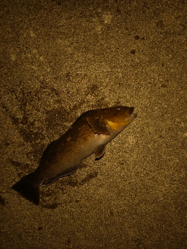 アイナメの釣果