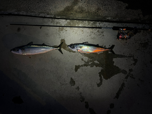 サバの釣果