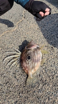 マトウダイの釣果