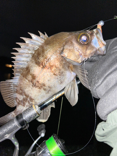 シロメバルの釣果