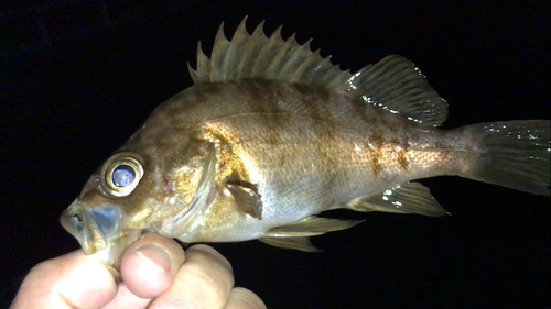 メバルの釣果