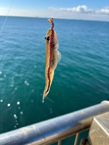 ハゼの釣果