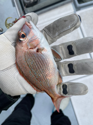 マダイの釣果