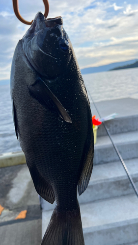 メジナの釣果