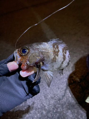 シロメバルの釣果