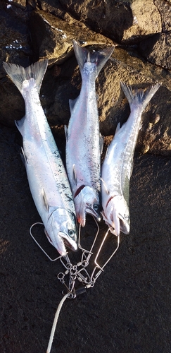 サクラマスの釣果