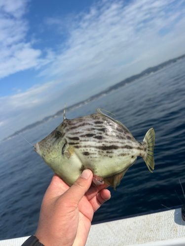 カワハギの釣果