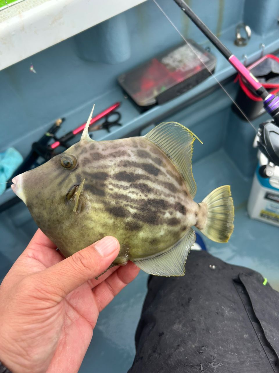 きンちゃンさんの釣果 3枚目の画像