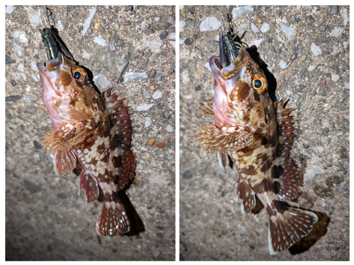 カサゴの釣果