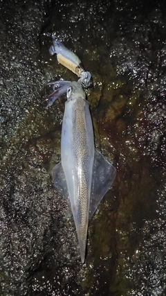 ヤリイカの釣果