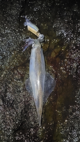 ヤリイカの釣果