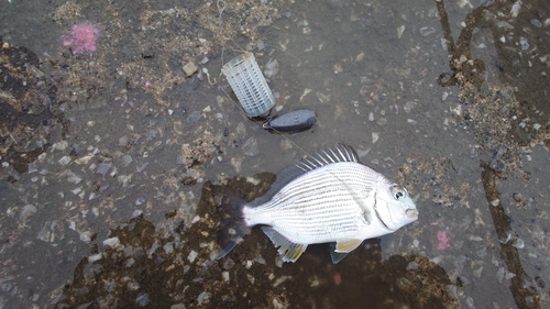 ヘダイの釣果