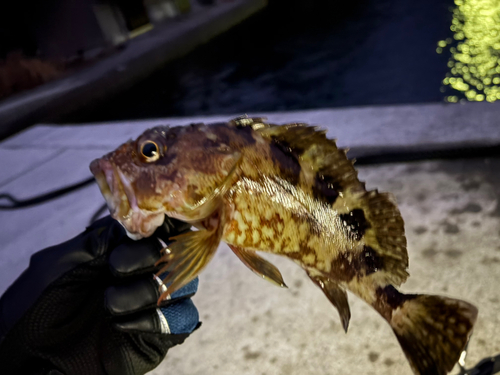 カサゴの釣果