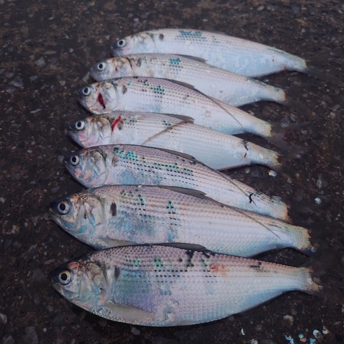 コノシロの釣果