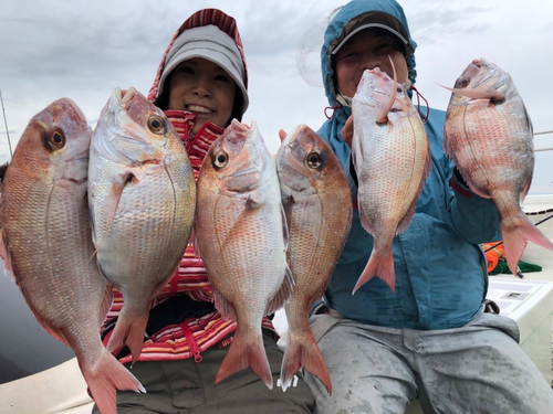 マダイの釣果