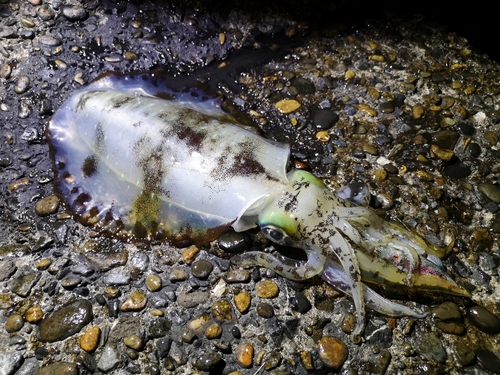 アオリイカの釣果