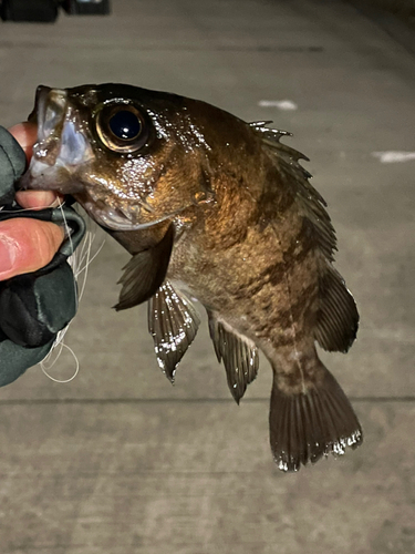 アカメバルの釣果