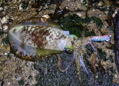 アオリイカの釣果