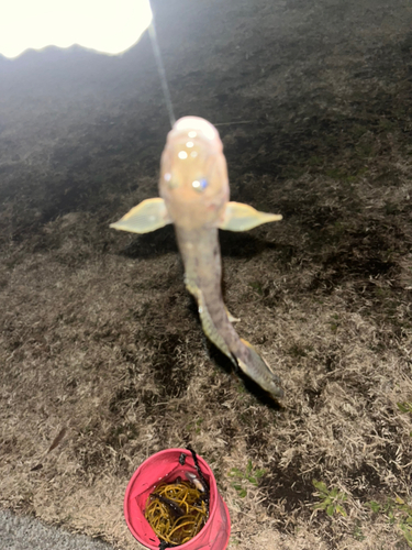 マハゼの釣果