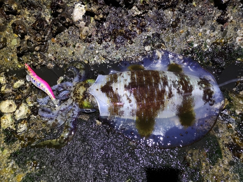 アオリイカの釣果