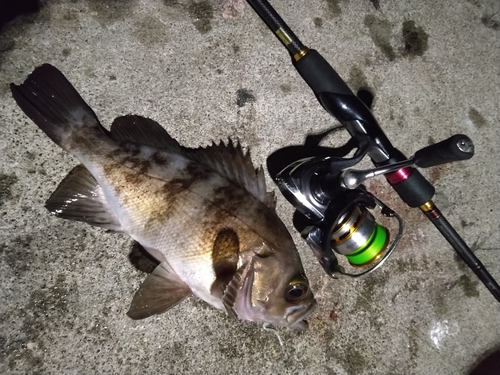 メバルの釣果