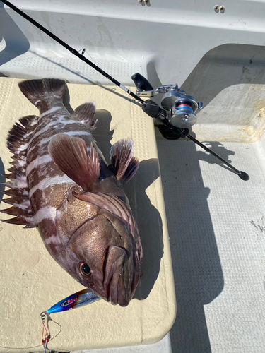 マハタの釣果