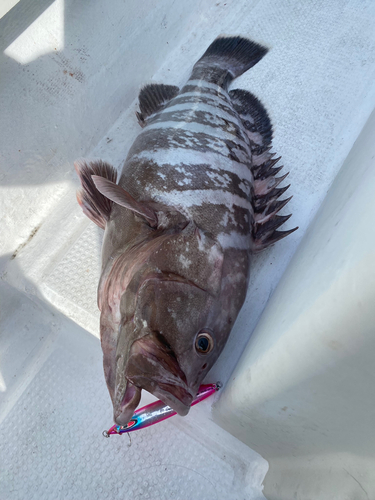 マハタの釣果