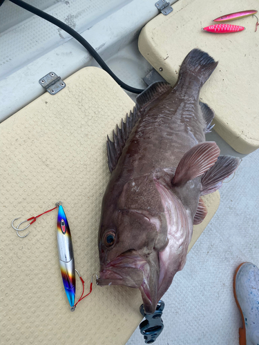 マハタの釣果