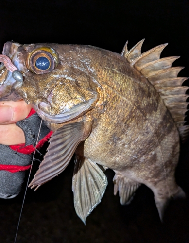 メバルの釣果