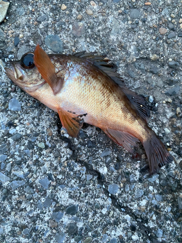 メバルの釣果