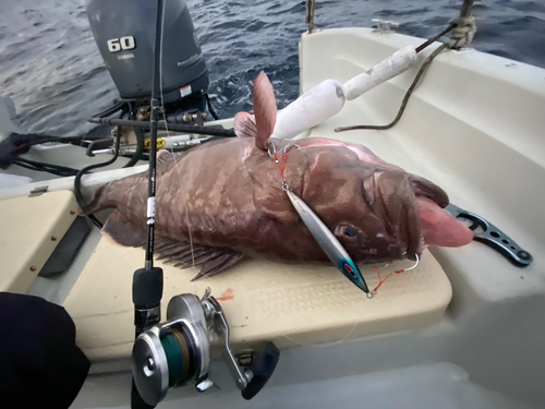 マハタの釣果