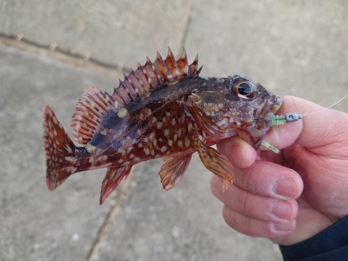 カサゴの釣果