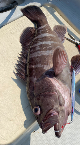 マハタの釣果