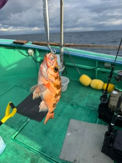 ウスメバルの釣果