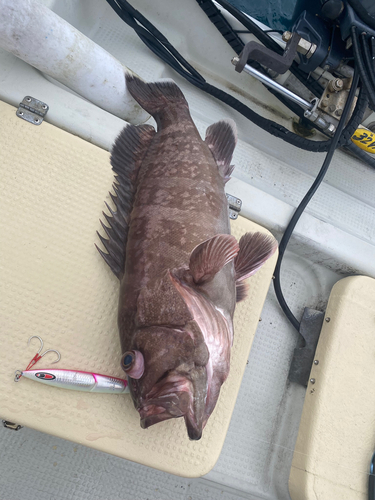 マハタの釣果