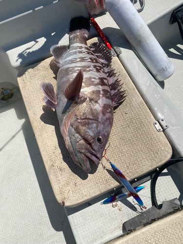 マハタの釣果