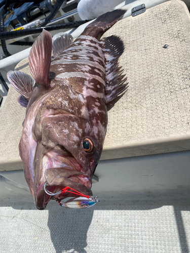 マハタの釣果