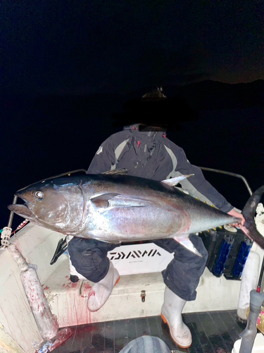 クロマグロの釣果