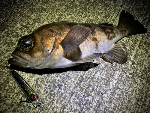 メバルの釣果