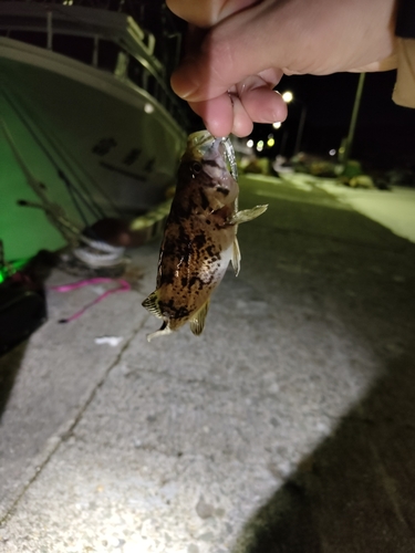 タケノコメバルの釣果