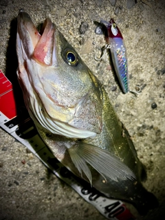 シーバスの釣果