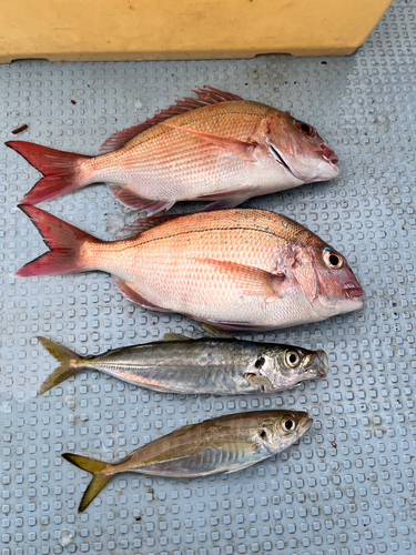 タイの釣果