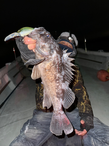 クロソイの釣果