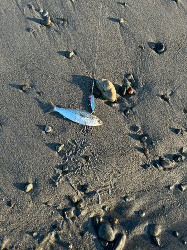 コノシロの釣果